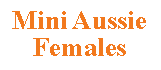 Text Box: Mini Aussie Females