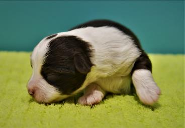 harlequin red merle mini aussie male pup -bandit-2 weeks