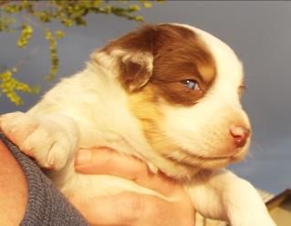 red merle miniature australian shepherd male pup-blue eyes
Ghost Eye Mini Aussies