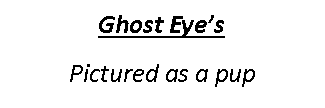 Text Box: Ghost Eye’s Pictured as a pup