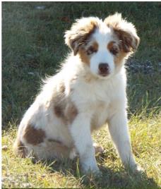 Jack-march 2013-Peace Creek Ghost Eye Jack- BET mini aussie, double blue eyed black tri miniature australian shepherd