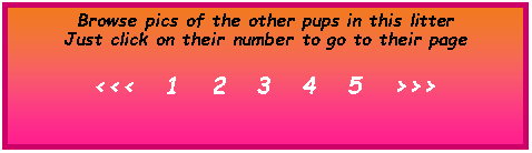 Text Box: Browse pics of the other pups in this litterJust click on their number to go to their page<<<   1   2   3   4   5   >>>