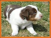 red merle miniature australian shepherd male pup-blue eyes
Ghost Eye Mini Aussies