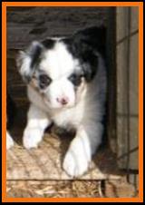 blue eyed blue merle mini aussie - blue eyed tri
Ghost Eye Bandit
