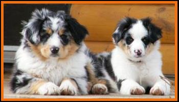 blue eyed blue merle mini aussie - blue eyed tri
Ghost Eye Bandit