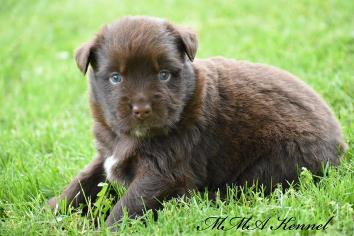 red merle miniature australian shepherd male pup-blue eyes
Ghost Eye Mini Aussies