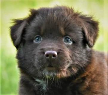 red merle miniature australian shepherd male pup-blue eyes
Ghost Eye Mini Aussies