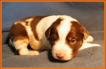 red merle miniature australian shepherd male pup-blue eyes
Ghost Eye Mini Aussies