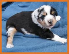 blue merle miniature australian shepherd male pup-blue pups
Ghost Eye Mini Aussies