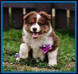 red merle miniature australian shepherd male pup-blue eyes
Ghost Eye Mini Aussies
