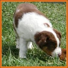 red merle miniature australian shepherd male pup-blue eyes
Ghost Eye Mini Aussies