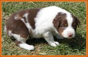 red merle miniature australian shepherd male pup-blue eyes
Ghost Eye Mini Aussies