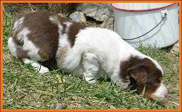 red merle miniature australian shepherd male pup-blue eyes
Ghost Eye Mini Aussies