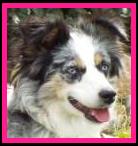 red merle miniature australian shepherd male pup-blue eyes
Ghost Eye Mini Aussies