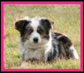 red merle miniature australian shepherd male pup-blue eyes
Ghost Eye Mini Aussies