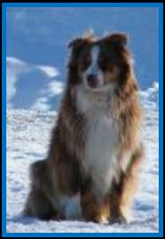 red merle miniature australian shepherd male pup-blue eyes
Ghost Eye Mini Aussies