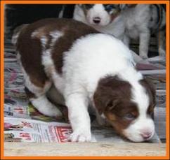 red merle miniature australian shepherd male pup-blue eyes
Ghost Eye Mini Aussies