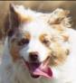 blue merle miniature australian shepherd male pup-blue pups
Ghost Eye Mini Aussies