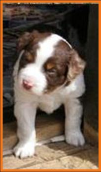 red merle miniature australian shepherd male pup-blue eyes
Ghost Eye Mini Aussies