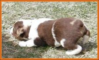 red merle miniature australian shepherd male pup-blue eyes
Ghost Eye Mini Aussies