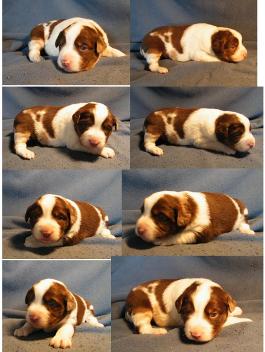 red merle miniature australian shepherd male pup-blue eyes
Ghost Eye Mini Aussies