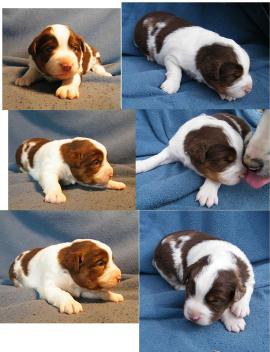 red merle miniature australian shepherd male pup-blue eyes
Ghost Eye Mini Aussies