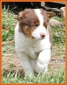 red merle miniature australian shepherd male pup-blue eyes
Ghost Eye Mini Aussies