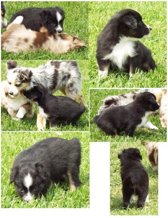 red merle miniature australian shepherd male pup-blue eyes
Ghost Eye Mini Aussies