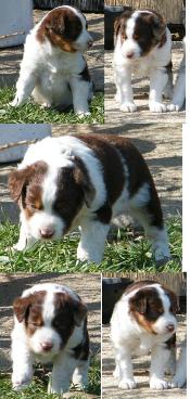 red merle miniature australian shepherd male pup-blue eyes
Ghost Eye Mini Aussies