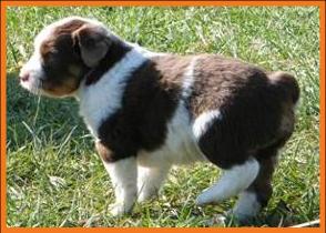 red merle miniature australian shepherd male pup-blue eyes
Ghost Eye Mini Aussies