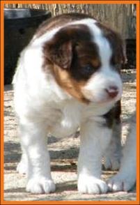 red merle miniature australian shepherd male pup-blue eyes
Ghost Eye Mini Aussies
