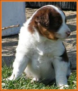 red merle miniature australian shepherd male pup-blue eyes
Ghost Eye Mini Aussies