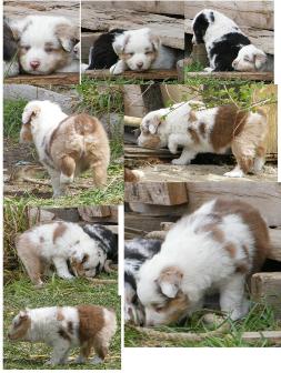 red merle miniature australian shepherd female pup- blue eyes
Ghost Eye Mini Aussies