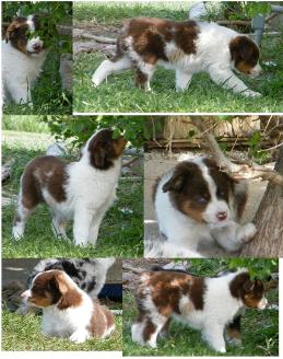 red merle miniature australian shepherd male pup-blue eyes
Ghost Eye Mini Aussies