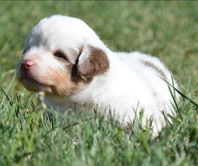 red merle miniature australian shepherd male pup-blue eyes
Ghost Eye Mini Aussies