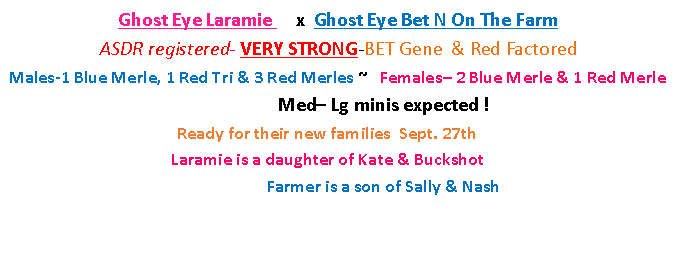 Text Box: Ghost Eye Laramie     x  Ghost Eye Bet N On The Farm                                         ASDR registered- VERY STRONG-BET Gene  & Red Factored                                                 Males-1 Blue Merle, 1 Red Tri & 3 Red Merles ~   Females– 2 Blue Merle & 1 Red Merle                           	         Med– Lg minis expected !                                                                             	                        Ready for their new families  Sept. 27th                                             		                         Laramie is a daughter of Kate & Buckshot					        Farmer is a son of Sally & Nash
