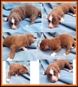 red merle miniature australian shepherd male pup-blue eyes
Ghost Eye Mini Aussies