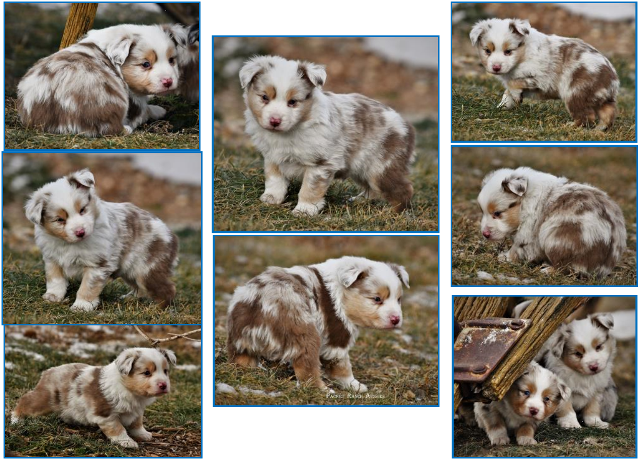 Red Tri Toy/Miniature Australian Shepherd male pup for sale- BET Mini Aussie lines- Ghost Eye Mini Aussies- packetranch.com - Sask., Canada