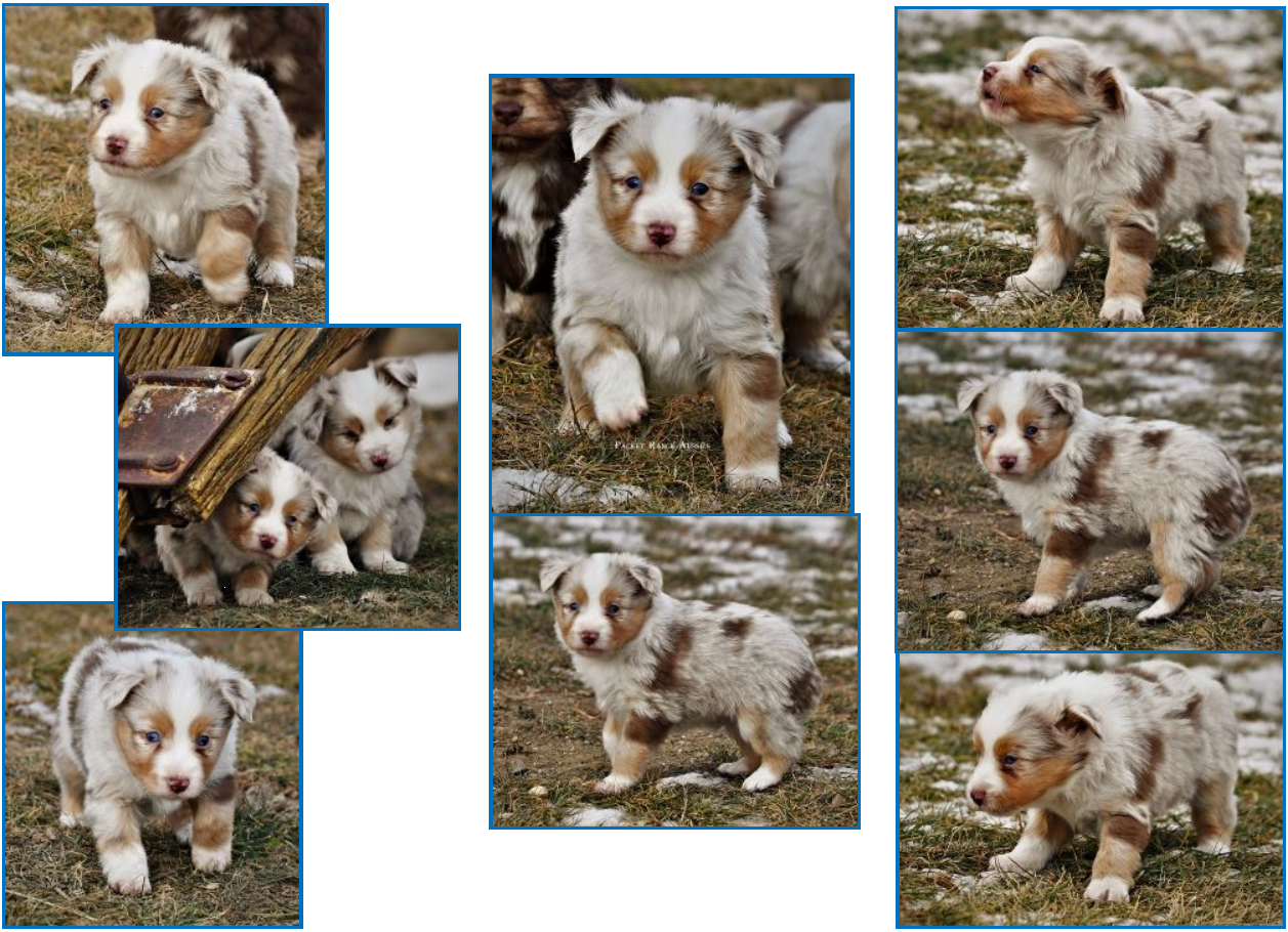Red Merle Toy/Miniature Australian Shepherd male pup for sale- BET Mini Aussie Lines- Ghost Eye Mini Aussies- packetranch.com - Sask., Canada