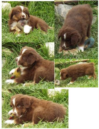 red merle miniature australian shepherd male pup-blue eyes
Ghost Eye Mini Aussies