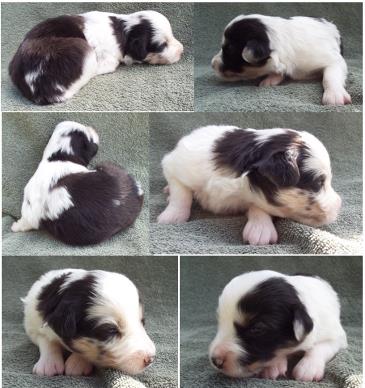 red merle miniature australian shepherd male pup-blue eyes
Ghost Eye Mini Aussies