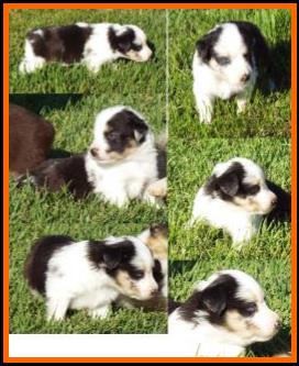 red merle miniature australian shepherd male pup-blue eyes
Ghost Eye Mini Aussies