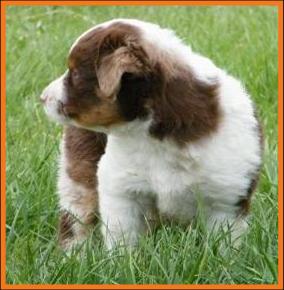 red merle miniature australian shepherd male pup-blue eyes
Ghost Eye Mini Aussies