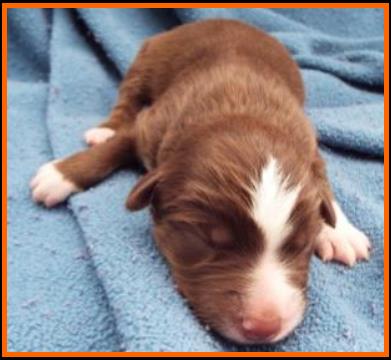 red merle miniature australian shepherd male pup-blue eyes
Ghost Eye Mini Aussies