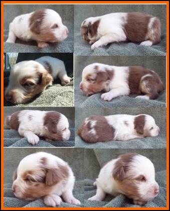 red merle miniature australian shepherd male pup-blue eyes
Ghost Eye Mini Aussies