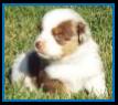 red merle miniature australian shepherd male pup-blue eyes
Ghost Eye Mini Aussies