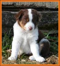 red merle miniature australian shepherd male pup-blue eyes
Ghost Eye Mini Aussies
