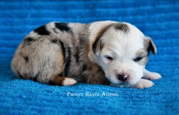 red merle miniature australian shepherd male pup-blue eyes
Ghost Eye Mini Aussies