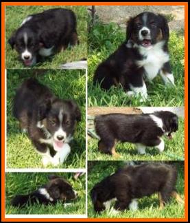blue eyed red merle miniature australian shepherd male pup
Ghost Eye Mini Aussies