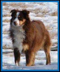 blue eyed red merle miniature australian shepherd male pup
Ghost Eye Mini Aussies